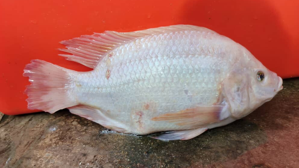 Red Tilapia