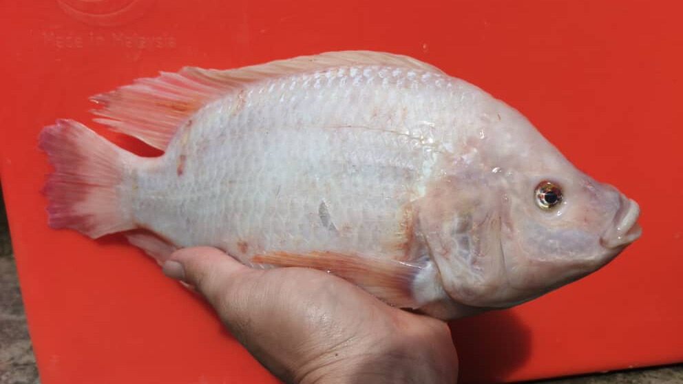 Additional view of Red Tilapia