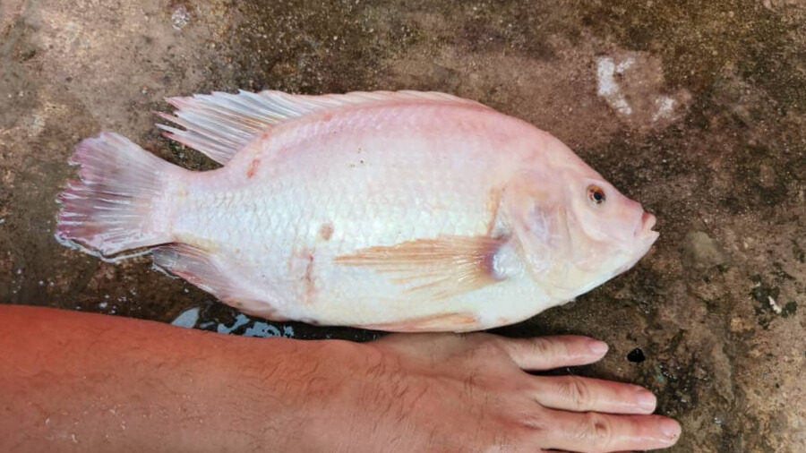 Additional view of Red Tilapia