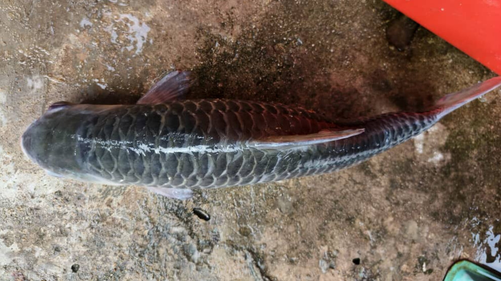 Additional view of White Sultan