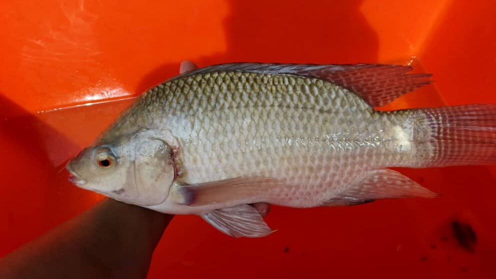 Black Tilapia