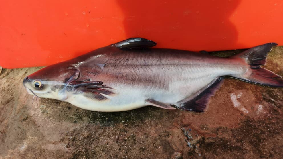 Additional view of Patin Rawang