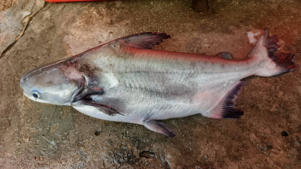 Additional view of Patin Tinggi