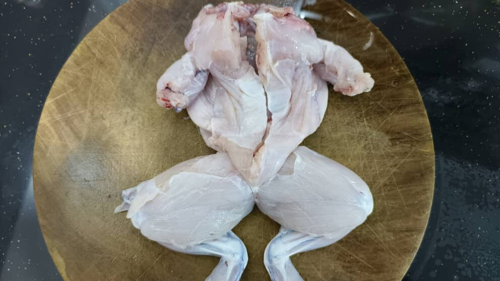 Additional view of Bullfrog